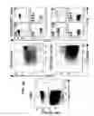 Fig. 07 - BTLA Antibodies and Uses Thereof