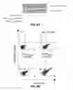 Fig. 06 - Inhibitors of prototypic galectin dimerization and uses thereof