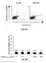 Fig. 10 - Inhibitors of prototypic galectin dimerization and uses thereof