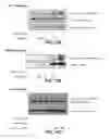 Fig. 13 - Inhibitors of prototypic galectin dimerization and uses thereof