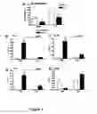 Fig. 05 - REGULATING IL-4 AND IL-13 LEVELS BY BLOCKING HIGH AFFINITY BINDING BY IL-3, IL-5 AND GM-CSF TO THEIR COMMON RECEPTOR