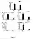 Fig. 08 - REGULATING IL-4 AND IL-13 LEVELS BY BLOCKING HIGH AFFINITY BINDING BY IL-3, IL-5 AND GM-CSF TO THEIR COMMON RECEPTOR