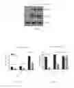 Fig. 03 - Compositions and Conjugates Comprising an Interleukin and Polypeptides That Specifically Bind TGF-beta