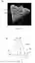 Fig. 04 - Shaped abrasive particles and method of forming same