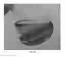Fig. 11 - Winterization of fish oil