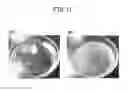 Fig. 12 - Method for culturing animal cell composition, method for producing animal cell composition using same, and animal cell composition