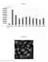 Fig. 09 - Cell culturing method and kit
