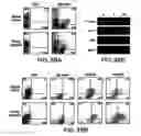 Fig. 45 - Mesoderm and definitive endoderm cell populations