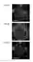 Fig. 03 - Method for inducing differentiation of neural crest cells into neurons of the autonomic nervous system