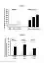 Fig. 11 - Method for inducing differentiation of neural crest cells into neurons of the autonomic nervous system