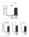 Fig. 13 - Method for inducing differentiation of neural crest cells into neurons of the autonomic nervous system
