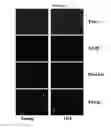 Fig. 09 - Methods and compositions for somatic cell proliferation and viability