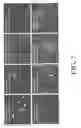 Fig. 08 - Neural progenitor cell differentiation
