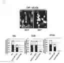 Fig. 06 - METHOD FOR INDUCING OLIGODENDROCYTE PRECURSOR CELLS FROM OCT4-INDUCED HUMAN SOMATIC CELLS THROUGH DIRECT REPROGRAMMING