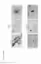 Fig. 03 - Means and methods for generation of breast stem cells