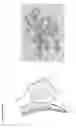 Fig. 04 - Means and methods for generation of breast stem cells