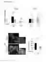 Fig. 26 - Means and methods for generation of breast stem cells