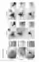 Fig. 41 - Means and methods for generation of breast stem cells