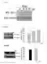Fig. 07 - METHOD FOR IN VITRO EXPANSION OF ERYTHROID CELLS