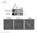 Fig. 08 - METHOD FOR IN VITRO EXPANSION OF ERYTHROID CELLS