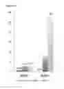 Fig. 19 - Methods and compositions for converting non-endocrine pancreatic tissue into insulin-producing cells