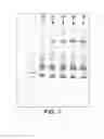 Fig. 08 - Methods for separating nucleic acids with graphene coated magnetic beads