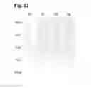 Fig. 06 - Split Cas9 Proteins