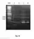 Fig. 35 - Compositions and methods for identifying polynucleotides of interest