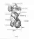 Fig. 06 - CRISPR enzymes and systems