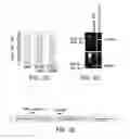 Fig. 06 - Genomic engineering of pluripotent cells
