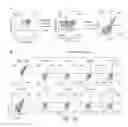 Fig. 33 - Genomic engineering of pluripotent cells