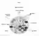 Fig. 02 - Methods and compositions for translational profiling and molecular phenotyping
