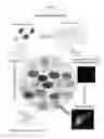 Fig. 07 - Methods and compositions for translational profiling and molecular phenotyping