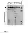 Fig. 07 - Assay system to identify HPV replication inhibitors in HT-screen