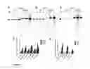 Fig. 08 - Assay system to identify HPV replication inhibitors in HT-screen