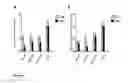 Fig. 09 - Assay system to identify HPV replication inhibitors in HT-screen