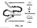 Fig. 02 - Composition for PCR containing a polyethylene glycol-engrafted nano-sized graphene oxide