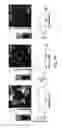 Fig. 05 - Composition for PCR containing a polyethylene glycol-engrafted nano-sized graphene oxide