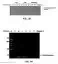 Fig. 08 - Composition for PCR containing a polyethylene glycol-engrafted nano-sized graphene oxide