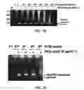 Fig. 09 - Composition for PCR containing a polyethylene glycol-engrafted nano-sized graphene oxide
