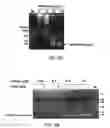 Fig. 10 - Composition for PCR containing a polyethylene glycol-engrafted nano-sized graphene oxide