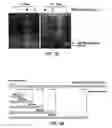 Fig. 13 - Composition for PCR containing a polyethylene glycol-engrafted nano-sized graphene oxide
