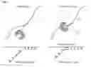 Fig. 08 - Gene detection device including gold nanoparticles and gene detection method using gold nanoparticles