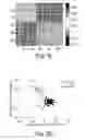 Fig. 11 - SYSTEMS AND METHODS FOR EPIGENETIC SEQUENCING