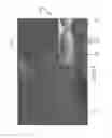 Fig. 08 - Condensation cooling system for gas turbine engine