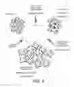 Fig. 04 - METHOD OF DETECTION OF OCCULT PANCREATIC BETA CELL DYSFUNCTION IN NORMOGLYCEMIC PATIENTS