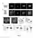 Fig. 04 - METHOD AND APPARATUS FOR HIGH-RESOLUTION IMAGING OF CELL-CELL COMMUNICATION