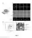Fig. 07 - METHOD AND APPARATUS FOR HIGH-RESOLUTION IMAGING OF CELL-CELL COMMUNICATION