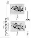 Fig. 24 - Optical cytometry to determine cell mass changes in response to a biologically active agent