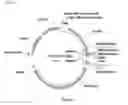 Fig. 07 - System and methods for detecting ribosome inhibition